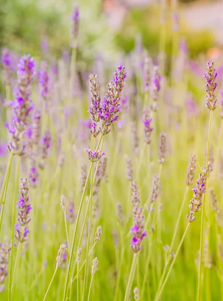 Lavanda Florescendo Horário Verão Foco Seletivo — Fotografia de Stock