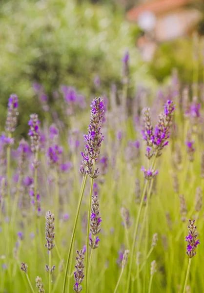 Jardim Com Lavanda Florescente Foco Seletivo — Fotografia de Stock