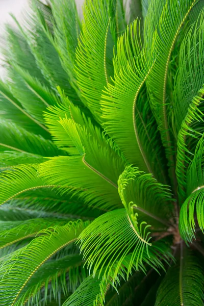 Sago Palmiye Yaprakları Cycas Revoluta Yeşil Desen Soyut Tropikal Arkaplan — Stok fotoğraf