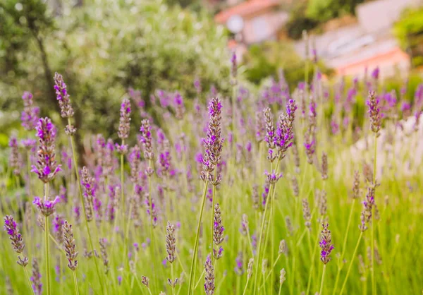 Lavanda Florescendo Jardim Foco Seletivo — Fotografia de Stock