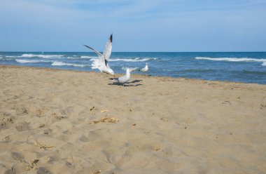 Akdeniz kıyısındaki martılar, İspanya