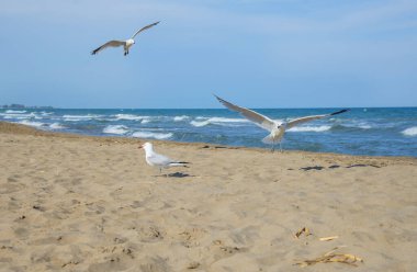 Akdeniz kıyısındaki martılar, İspanya