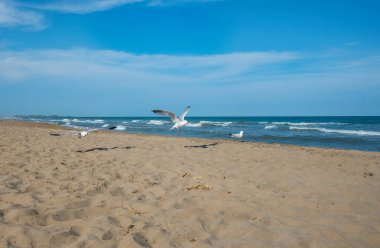 Akdeniz kıyısındaki martılar, İspanya