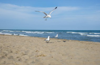 Akdeniz sahillerindeki martılar