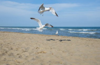 Akdeniz sahillerindeki martılar