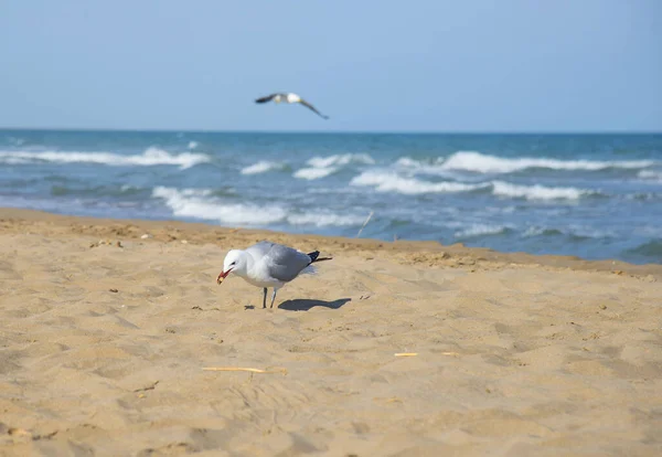 Möwen Mittelmeerstrand — Stockfoto