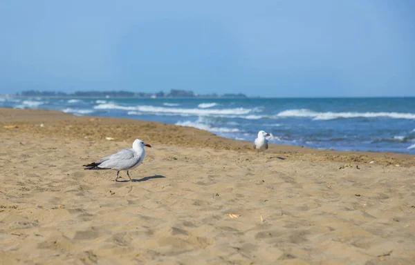 Möwen Mittelmeerstrand — Stockfoto