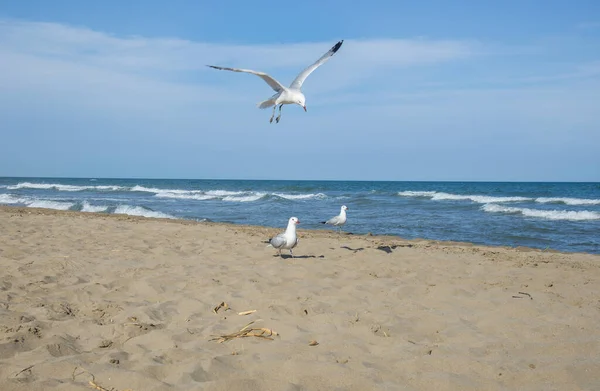 Seagulls Beach Mediterranean Sea — Stock Photo, Image