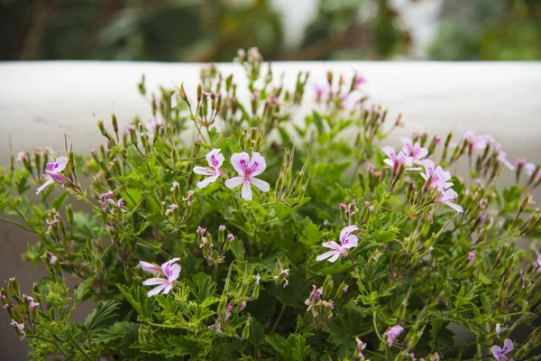 Blommande Rosa Pelargonium Trädgården — Stockfoto