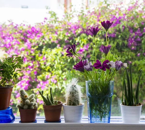 Krásné Květiny Váze Parapetu — Stock fotografie