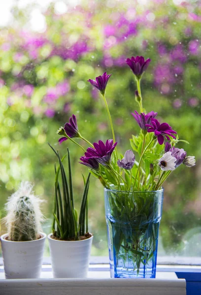 Hermosas Flores Florero Alféizar Ventana — Foto de Stock