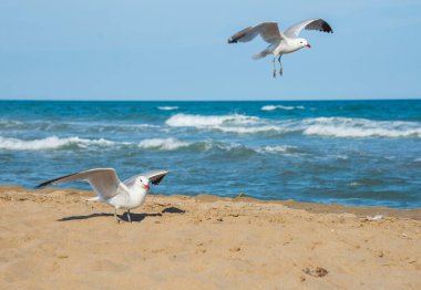 Akdeniz kıyısındaki martılar, İspanya