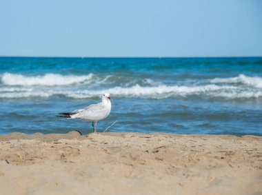 Akdeniz kıyısındaki martı, İspanya