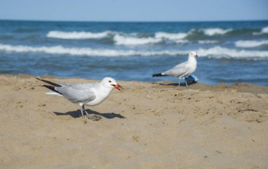 Akdeniz kıyısındaki martılar, İspanya