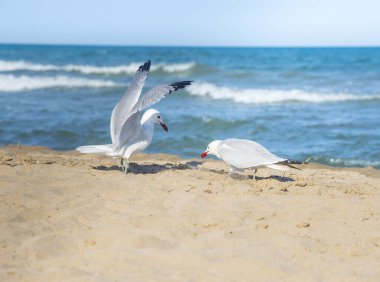 Akdeniz kıyısındaki martılar, İspanya