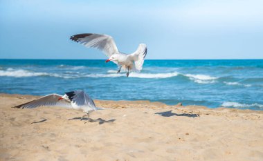 Akdeniz kıyısındaki martılar, İspanya