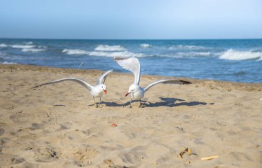 Akdeniz kıyısındaki martılar, İspanya