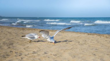 Akdeniz kıyısındaki martılar, İspanya