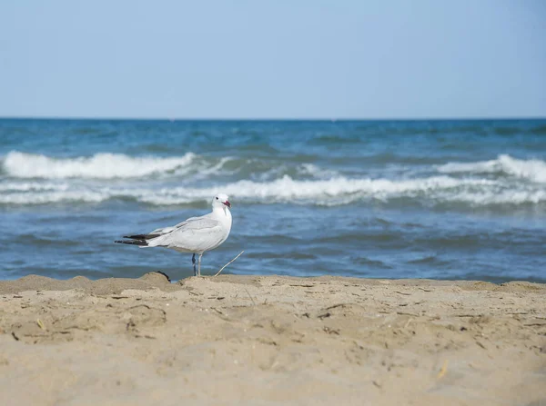 Möwe Strand Des Mittelmeeres Spanien — Stockfoto