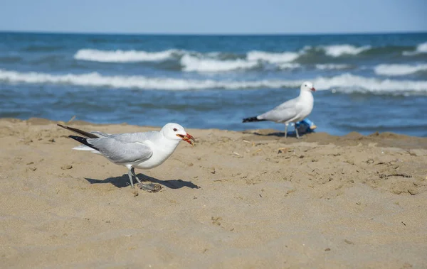 Möwen Strand Von Mittelmeer Spanien — Stockfoto