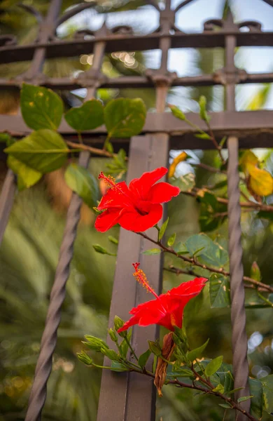 Vackra Röda Hibiskus Blommor Trädgården — Stockfoto