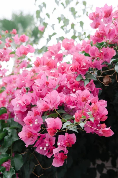 Beautiful Colorful Bougainvillea Flowers Blossoms Rain — Stock Photo, Image