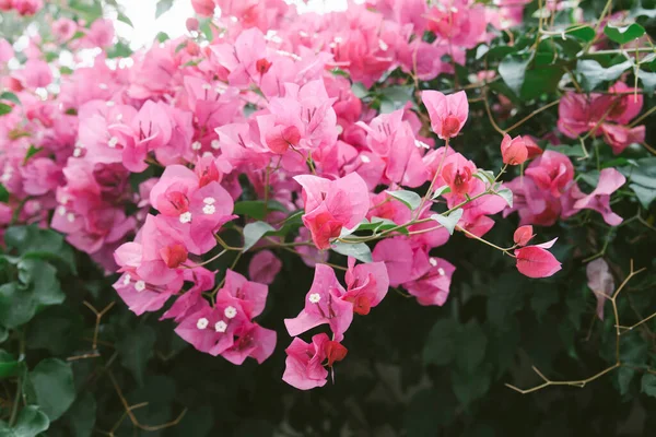 Beautiful Colorful Bougainvillea Flowers Blossoms Rain — Stock Photo, Image