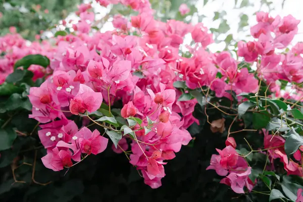 Vackra Färgglada Bougainvillea Blommor Blommar Efter Regn — Stockfoto
