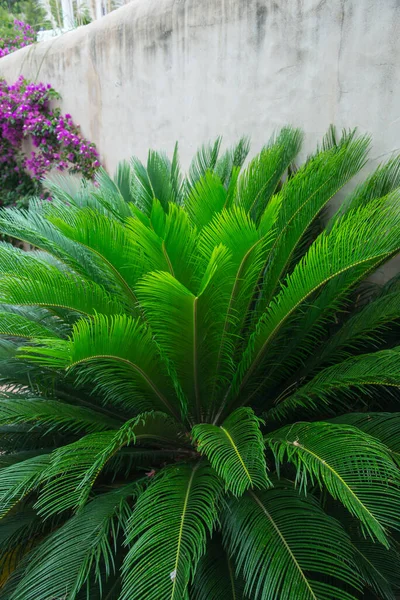 サゴヤシの葉 Cycas Rivoluta 緑のパターン 抽象的な熱帯の背景 — ストック写真