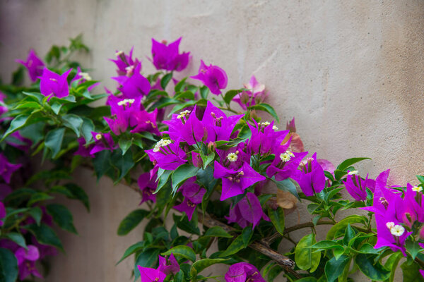 Colorful bougainvillea flowers blossoms after rain