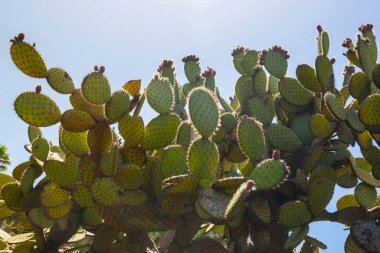 Opuntia kaktüsü gökyüzüne karşı, İspanya
