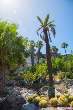 İspanya 'nın Barselona kentindeki palmiye ağacı