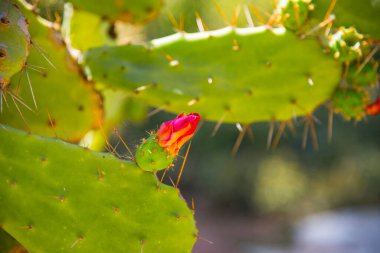 Doğada kırmızı çiçekler açan kaktüs, İspanya