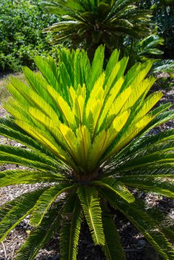 Sago palmiye yaprakları (Cycas revoluta). Yeşil desen, soyut tropikal arkaplan