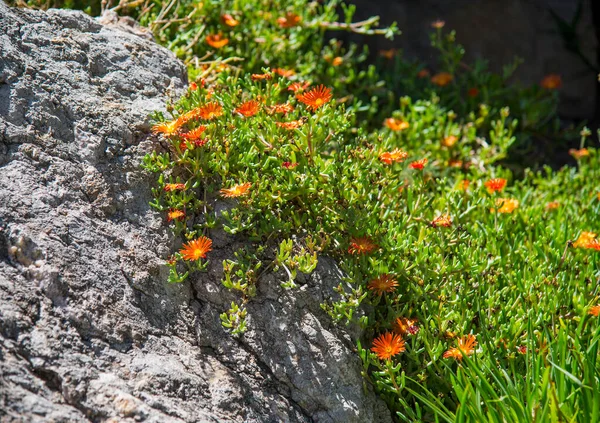 Kaktus Sukkulente Gartenpflanze Spanien — Stockfoto