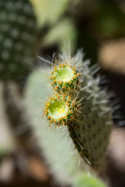 Cactus Dans Nature Catalogne Espagne — Photo