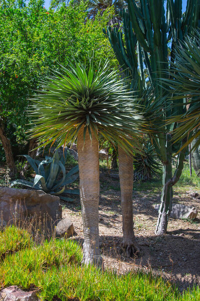 Green palms in nature. Barcelona city, Spain