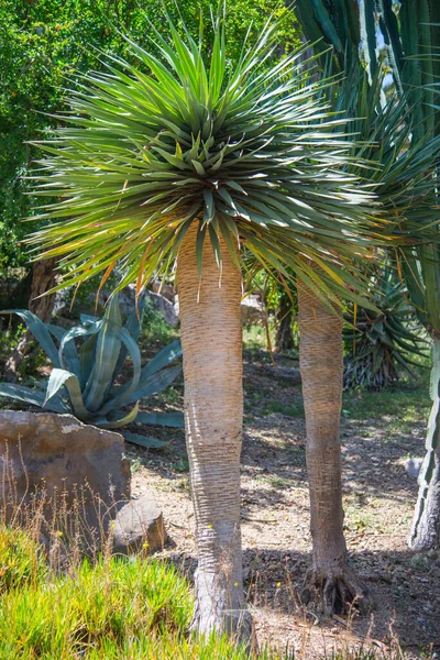 Doğada Yeşil Palmiyeler Barselona Şehri Spanya — Stok fotoğraf