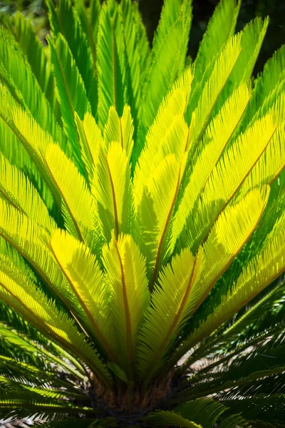 Sago Folhas Palmeira Cycas Revoluta Padrão Verde Fundo Tropical Abstrato — Fotografia de Stock