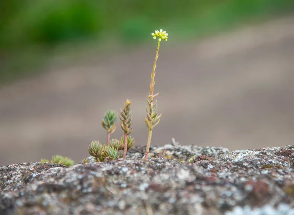 Suculentas Con Flores Naturaleza Hora Verano — Foto de Stock