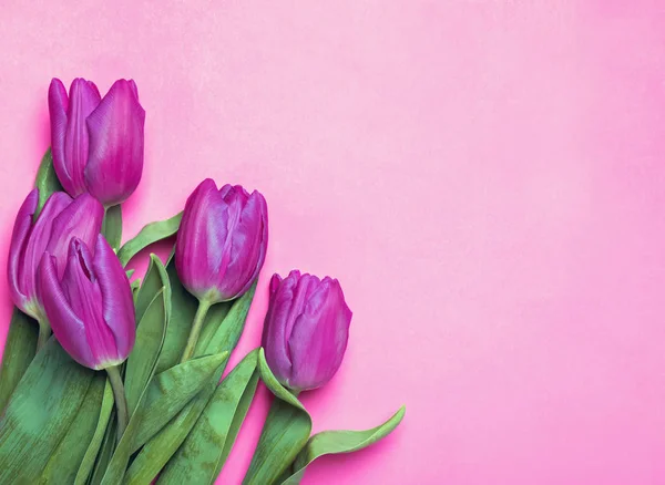 Paarse tulpen op roze achtergrond — Stockfoto