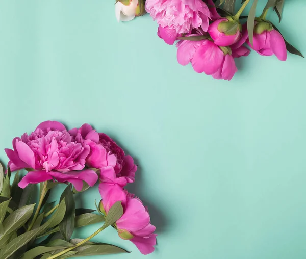 Pink peonies on the mint color background — Stock Photo, Image