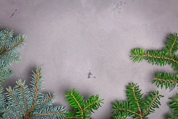 Brunch de sapin vert et bleu sur fond gris . — Photo