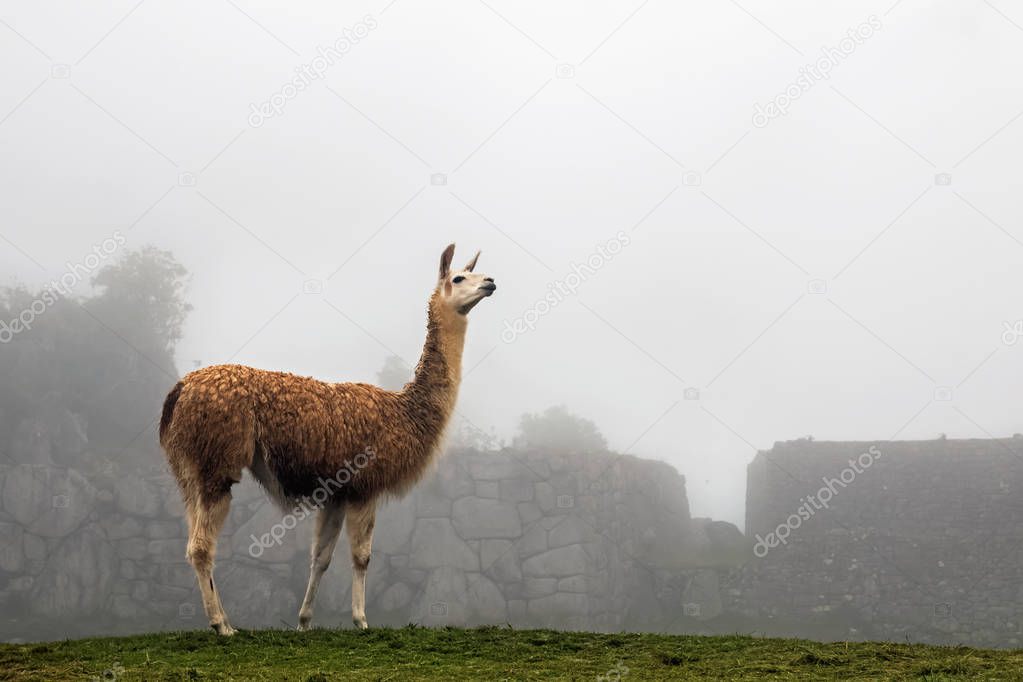 Cute llama at terraces of Machu Picchu 