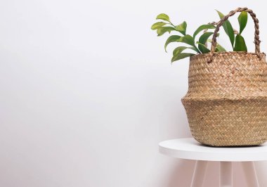 Beyaz duvar zemin üzerine yeşil bitki ile saman saksı