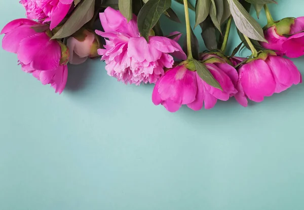 Beautiful peonies on the mint color background — Stock Photo, Image