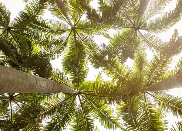 Palmo tropicale, vista da terra — Foto Stock