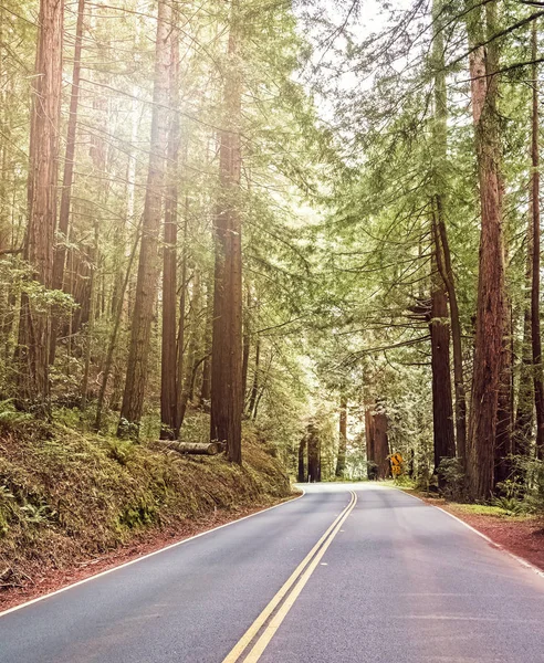 Empty road in the forest — Stock Photo, Image