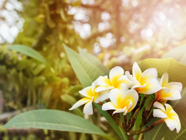 Close-up tiro de flores tropicais florescentes , — Fotografia de Stock