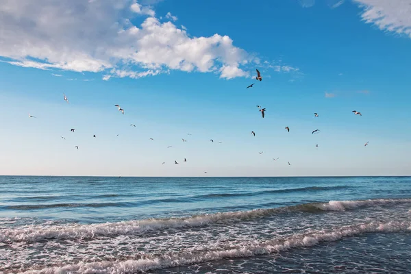 Bandada de gaviotas volando sobre el mar — Foto de Stock